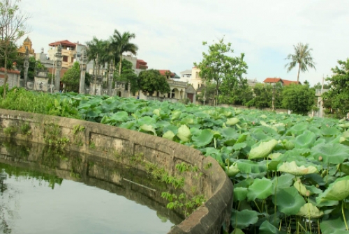 Sen bách diệp trăm cánh khoe sắc ở Hà Nội - 1