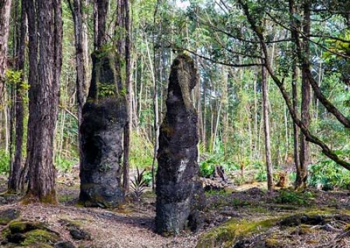 Khám phá rừng cây nham thạch độc đáo ở Hawaii - 3