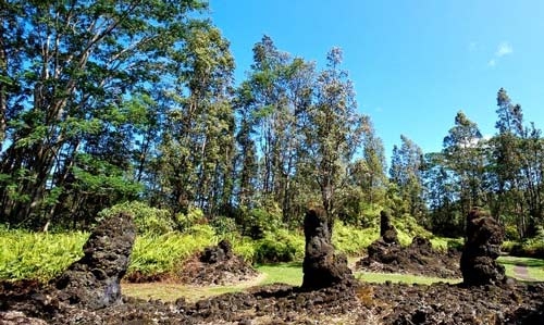 Khám phá rừng cây nham thạch độc đáo ở Hawaii - 5