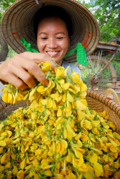 Về miền Tây ăn cá linh nấu bông điên điển - 2