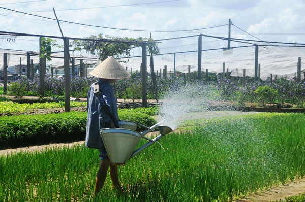 Theo chân du khách nước ngoài học làm nông dân ở làng rau Trà Quế - 12