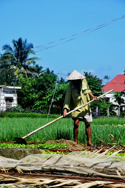 Theo chân du khách nước ngoài học làm nông dân ở làng rau Trà Quế - 2