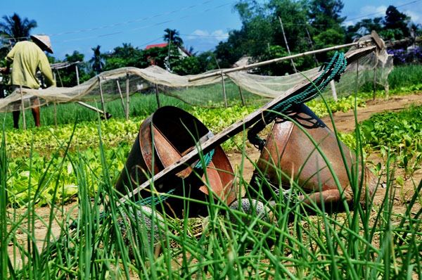 Theo chân du khách nước ngoài học làm nông dân ở làng rau Trà Quế - 3