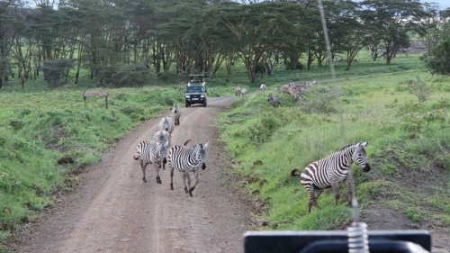 the gioi dong vat hoang da o kenya