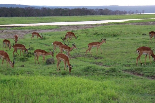 the gioi dong vat hoang da o kenya