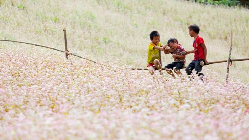 hoa tam giac mach no bung sang simacai giua mua he