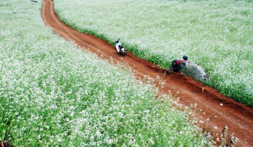 Kinh nghiệm du lịch Mộc Châu 2 ngày 1 đêm ảnh 1