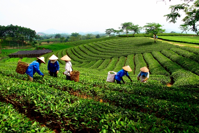 Du lịch Thái Nguyên: khám phá vẻ đẹp ‘thủ đô chè’ ảnh 2