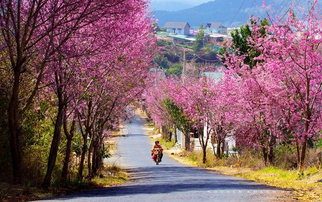 Đón xuân cùng hoa mai anh đào ở Đà Lạt - 5