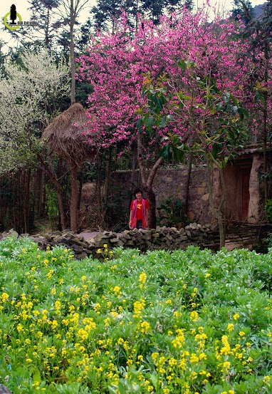 Xuân về trên cao nguyên đá Hà Giang  - 4