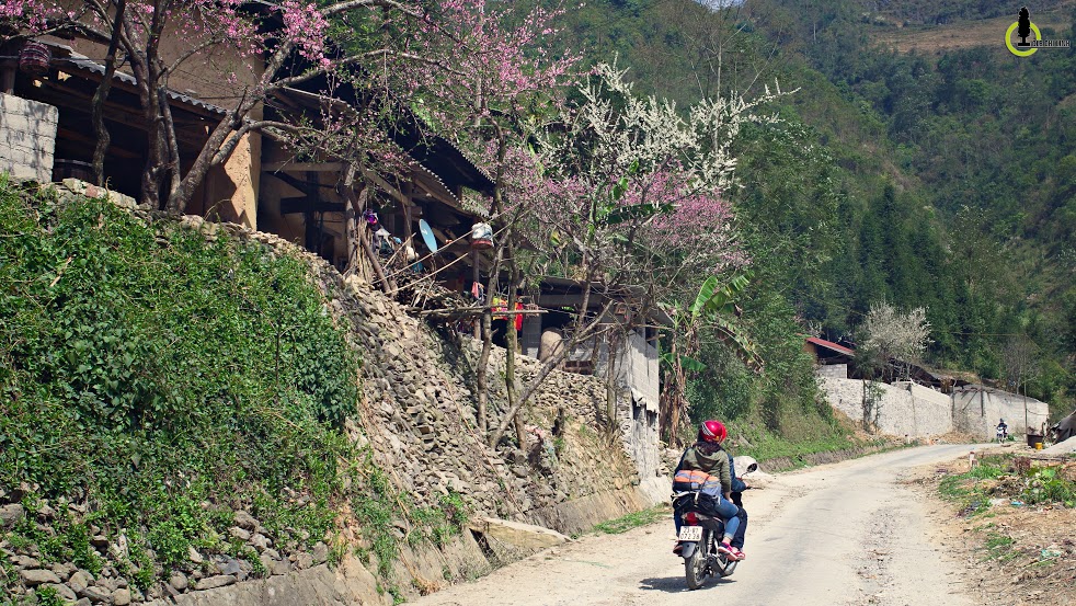 Xuân về trên cao nguyên đá Hà Giang  - 5