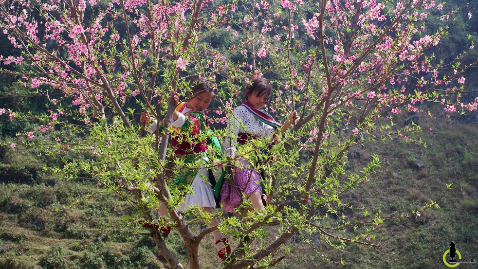 Xuân về trên cao nguyên đá Hà Giang  - 9