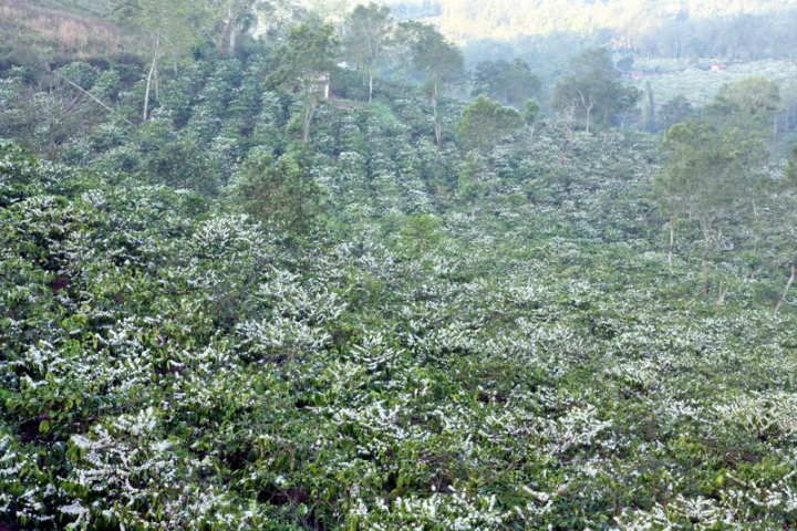5 điều không thể bỏ qua khi du lịch Buôn Mê Thuột ảnh 4