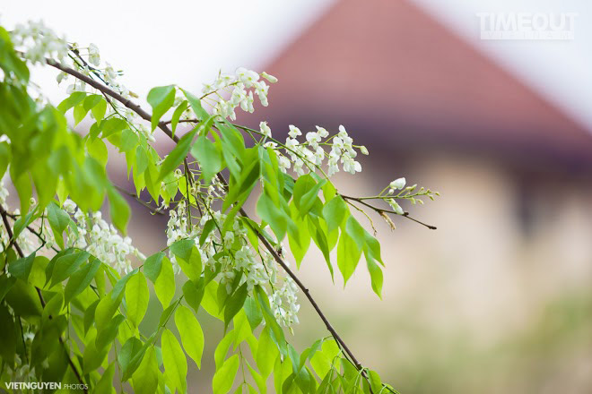 Người Hà Nội ngóng trông mùa hoa sưa nở muộn - 7