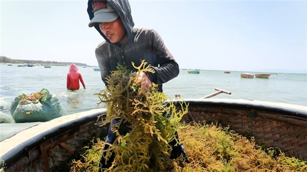 Những trải nghiệm đậm chất du lịch biển như tham gia thu hoạch rong và cá biển cùng ngư dân, ngắm biển xanh cùng những rặng san hô tuyệt đẹp hay tản bộ dưới những hàng dương xanh... đang chờ đón bạn tại đây. (Ảnh: Internet)