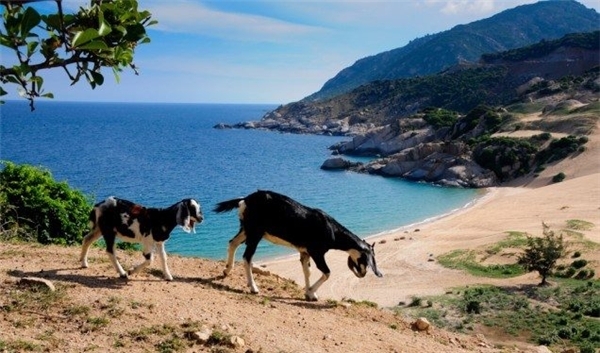 Đặc biệt nhất là Bãi Tràng nằm dưới Mũi Dinh. Với màu cát trắng mịn như kem, Bãi Tràng trở thành địa điểm lí tưởng cho các chuyến cắm trại. Rất nhiều bạn trẻ đã tới đây để tận hưởng cảm giác đắm mình vào không gian bao la thơ mộng. Chắc chắn ngủ lều ở Bãi Tràng dưới bầu trời đêm đầy sao sẽ là một trải nghiệm hết sức thú vị. (Ảnh: Internet)