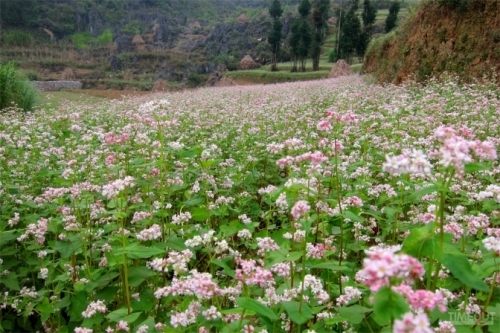 Kinh nghiệm phượt Hà Giang (3 ngày 3 đêm) mùa hoa tam giác mạch ảnh