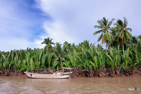 Lạ lùng trái dừa nước miền Tây  - 1