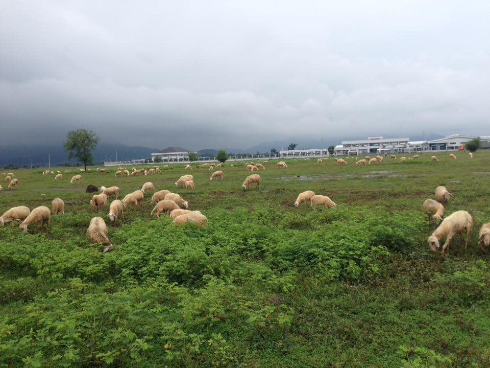 Check-in tại cánh đồng cừu đẹp ngỡ ngàng ở Vũng Tàu - 1