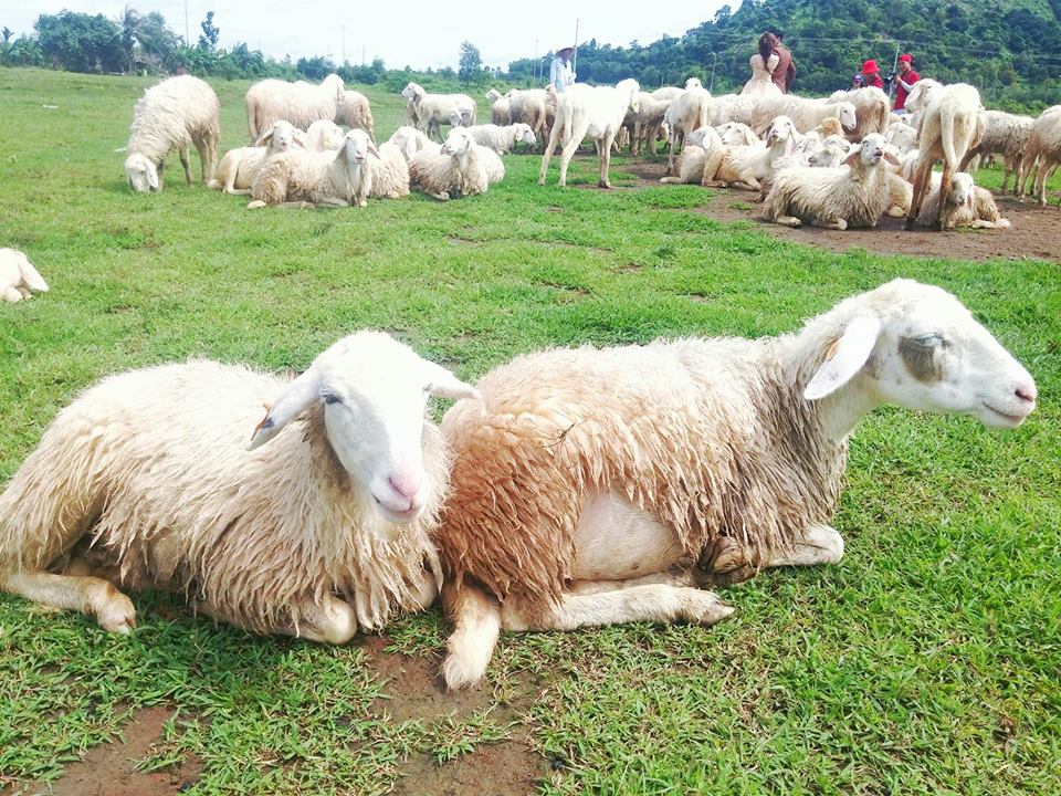 Check-in tại cánh đồng cừu đẹp ngỡ ngàng ở Vũng Tàu - 2