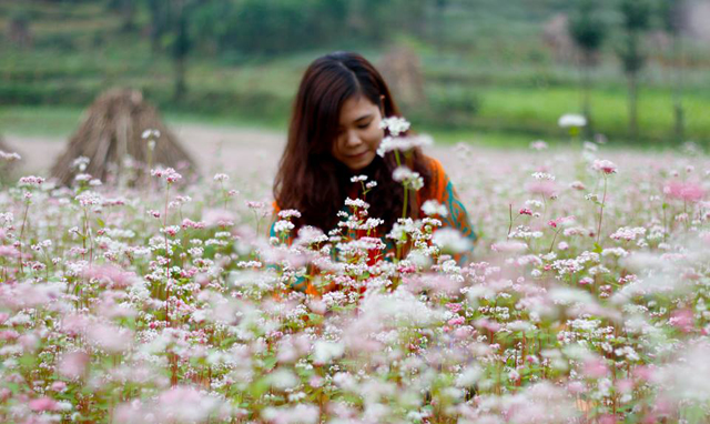 Lễ hội 'Hoa Tam giác mạch' năm 2017 tại Hà Giang - 1