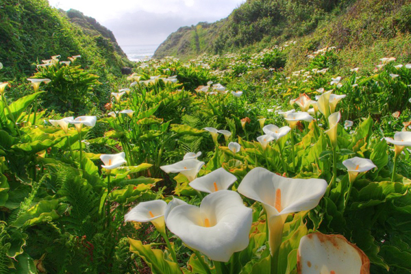 10 canh dong hoa ai cung muon ngam mot lan trong doi-10