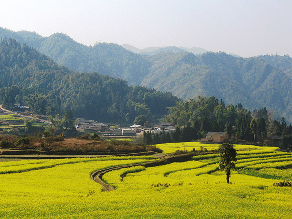 10 canh dong hoa ai cung muon ngam mot lan trong doi-9