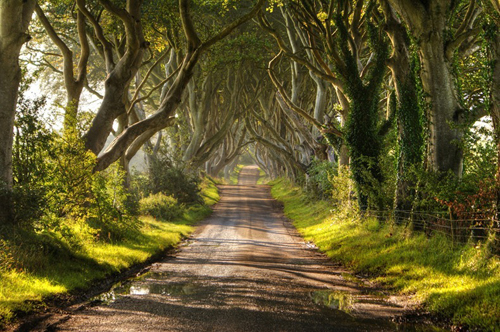 dark-hedges-2-2-8156-1418271799.jpg