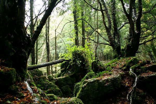 Puzzlewood-Gloucestershire-1455-14104239