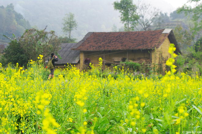 Bức tranh xuân ở Hà Giang - 2