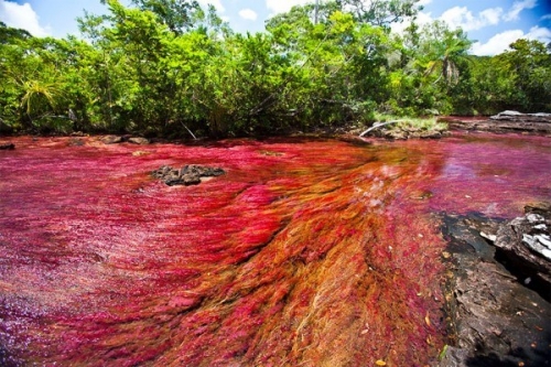 Cano Cristales, dòng sông ngũ sắc ấn tượng nhất thế giới - 1