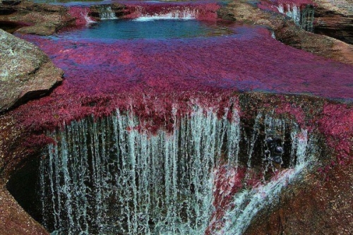 Cano Cristales, dòng sông ngũ sắc ấn tượng nhất thế giới - 2