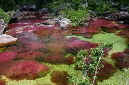 Cano Cristales, dòng sông ngũ sắc ấn tượng nhất thế giới - 3