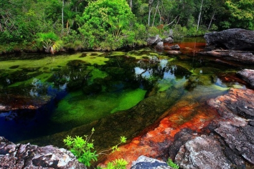 Cano Cristales, dòng sông ngũ sắc ấn tượng nhất thế giới - 4