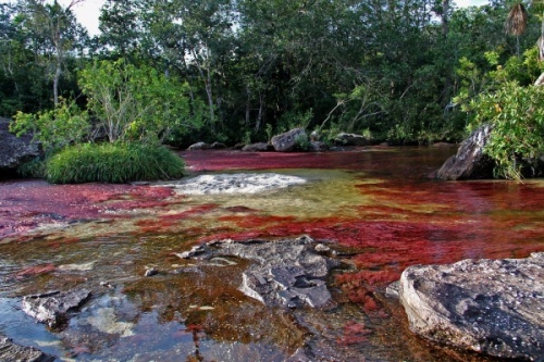 Cano Cristales, dòng sông ngũ sắc ấn tượng nhất thế giới - 5