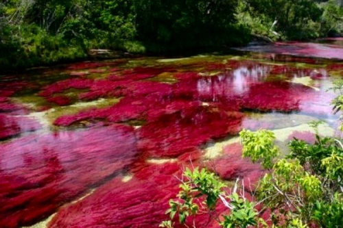 Cano Cristales, dòng sông ngũ sắc ấn tượng nhất thế giới - 6