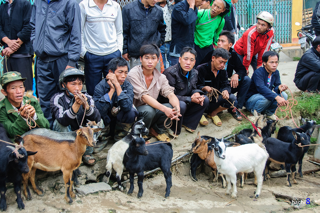 cho phien coc pai trong nhung mang mau nen tho - 5