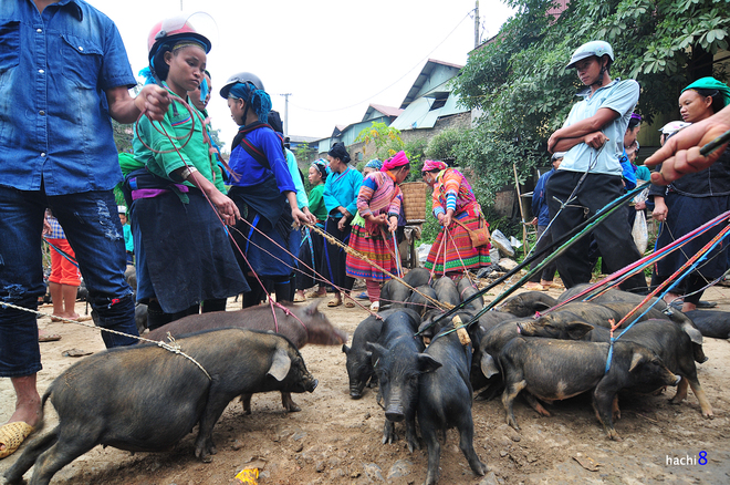 cho phien coc pai trong nhung mang mau nen tho - 6