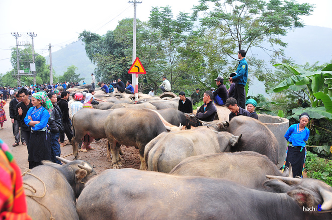 cho phien coc pai trong nhung mang mau nen tho - 7