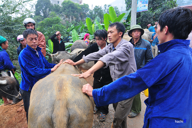 cho phien coc pai trong nhung mang mau nen tho - 8