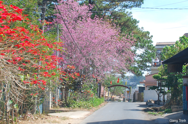 da lat ruc ro voi mai anh dao va phuong tim-2