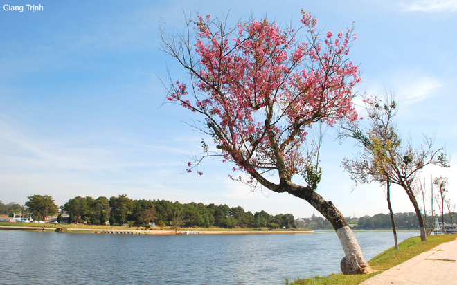 da lat ruc ro voi mai anh dao va phuong tim-3