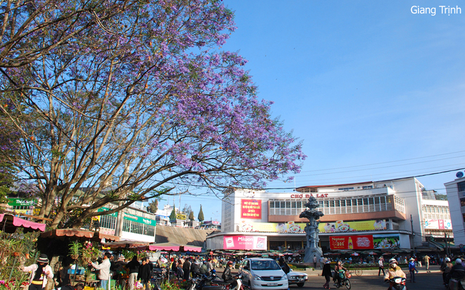 da lat ruc ro voi mai anh dao va phuong tim-8