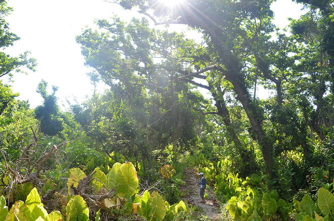 dao con co hon ngoc tho giua dai duong-3