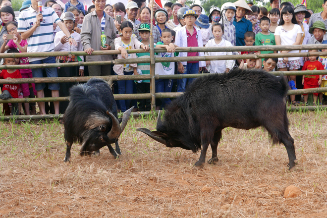 de chien ha giang ve ha noi dau choi-10