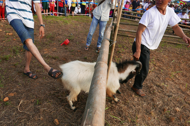 de chien ha giang ve ha noi dau choi-11