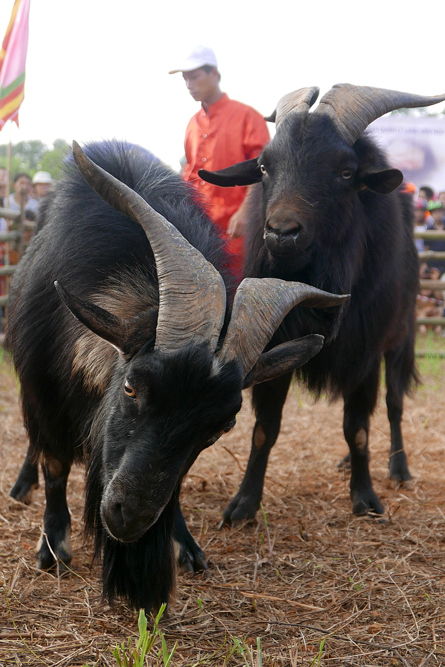 de chien ha giang ve ha noi dau choi-2