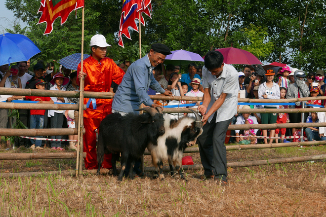 de chien ha giang ve ha noi dau choi-3