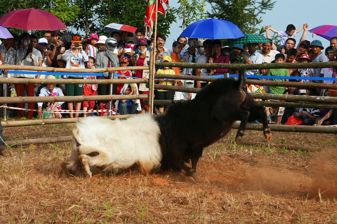 de chien ha giang ve ha noi dau choi-4