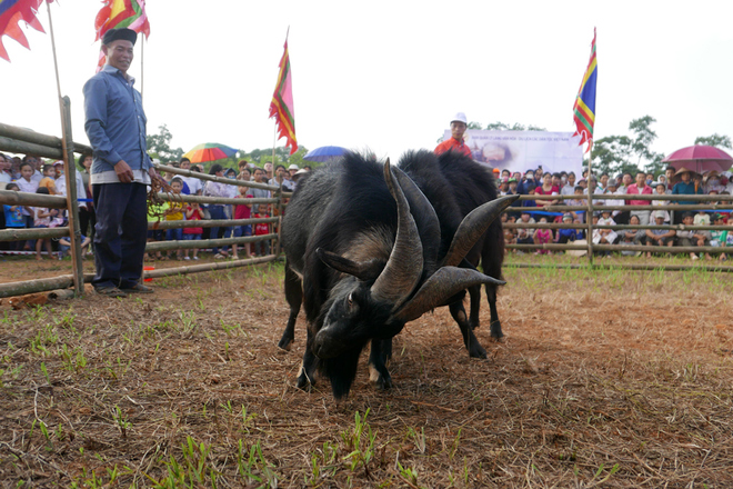 de chien ha giang ve ha noi dau choi-5